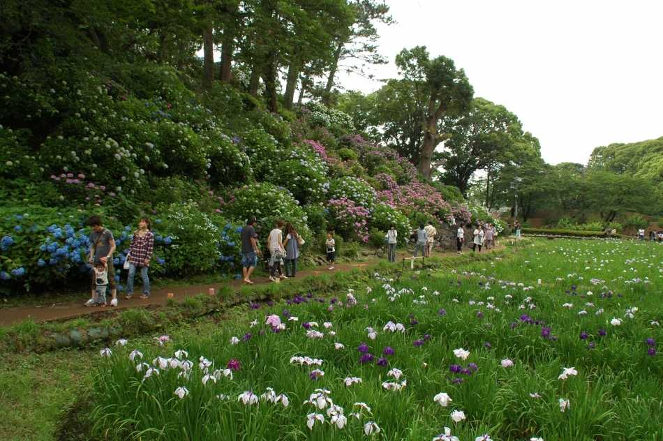 小田原城あじさい花菖蒲まつり